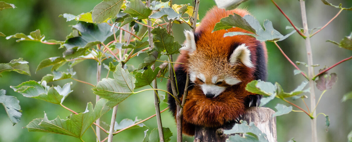 a red panda on a tree